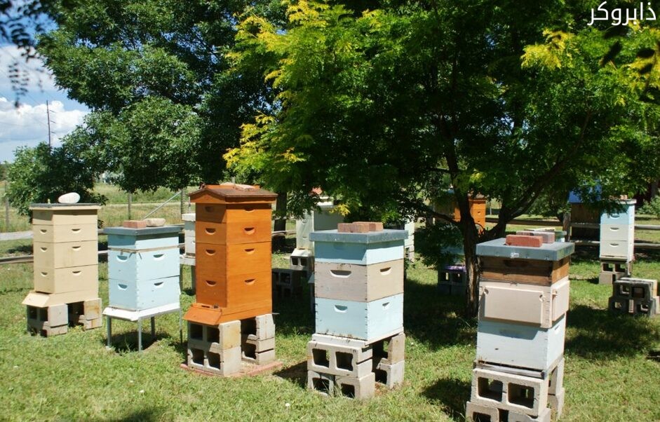 مشروع منحل لإنتاج العسل