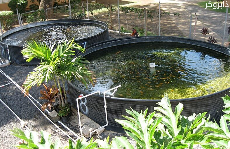 مشروع استزراع سمكي صغير