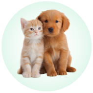 حيوانات أليفة وإكسسواراتها