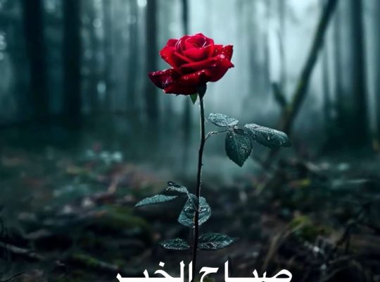 شركة ظيافة وتنظيفات