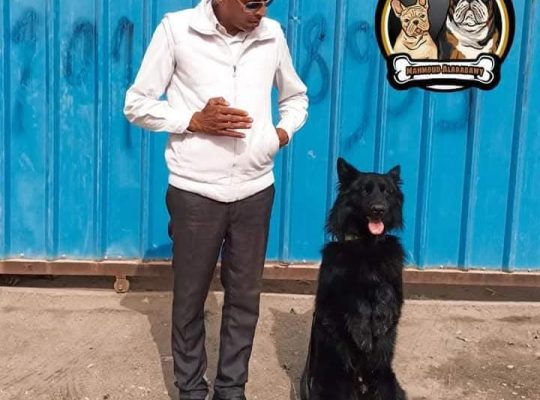 مدرب كلاب خبرة سابقة من كلاب حرب حرس الحدود