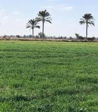 اراضي زراعيه
