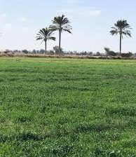 اراضي زراعيه
