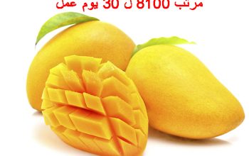 مصنع عمال انتاج لمصنع مانجو بالعاشر من رمضان