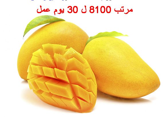 مصنع عمال انتاج لمصنع مانجو بالعاشر من رمضان