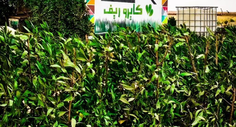 مزرعة للبيع