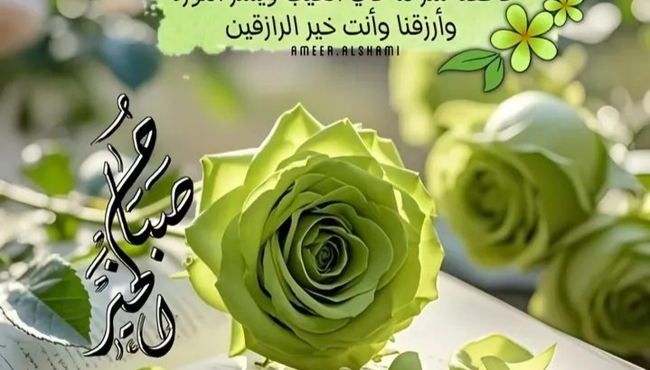مطلوب شقة للايجار بمنطقة الشيخ زايد