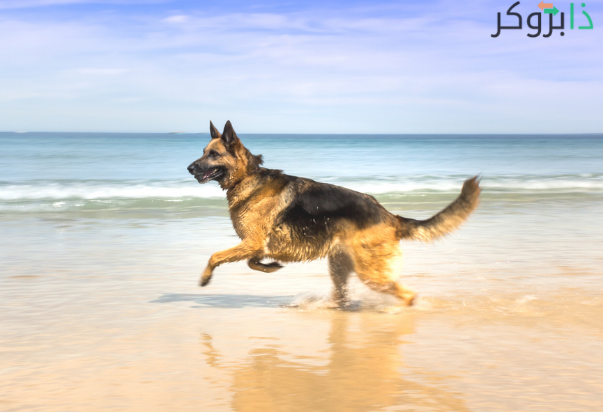 الراعي الألماني German Shepherd
