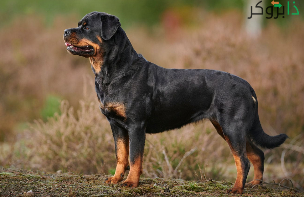 كلب الروت وايلر Rottweiler