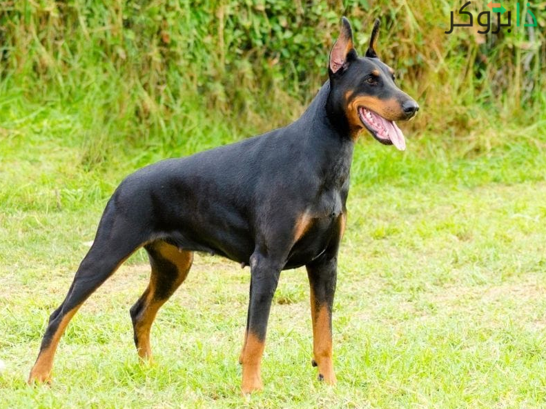 كلب الدوبرمان Doberman