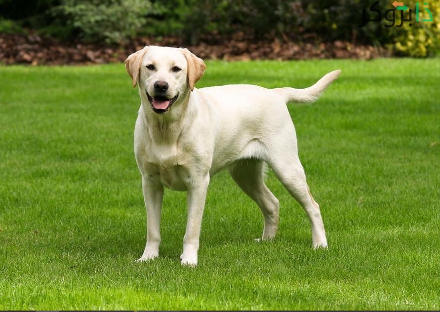 كلب اللابرادور Labrador Retriever