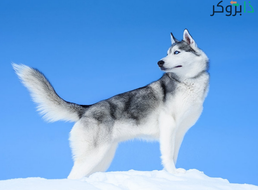كلب الهاسكي السيبيري Siberian Husky