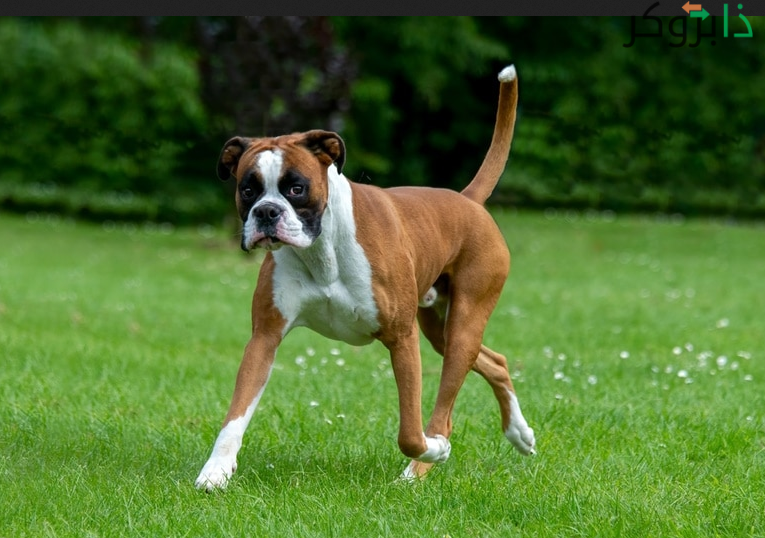 كلب البوكسر Boxer
