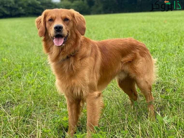 كلب الغولدن ريتريفر Golden Retriever