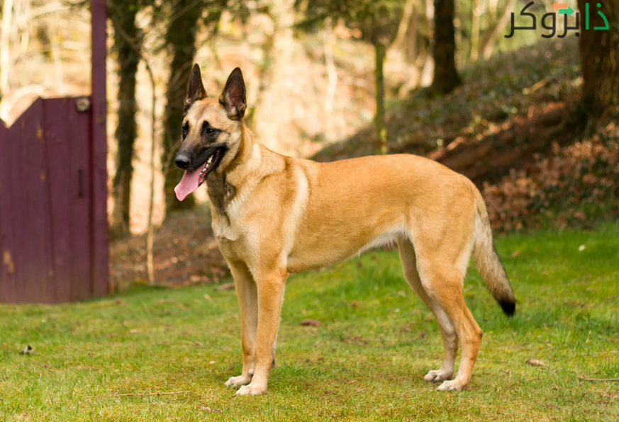 كلب المالينوا البلجيكي Belgian Malinois