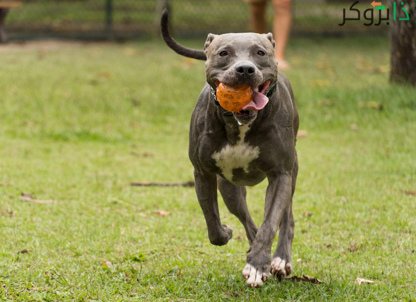 كلب البيتبول American Pit Bull Terrier