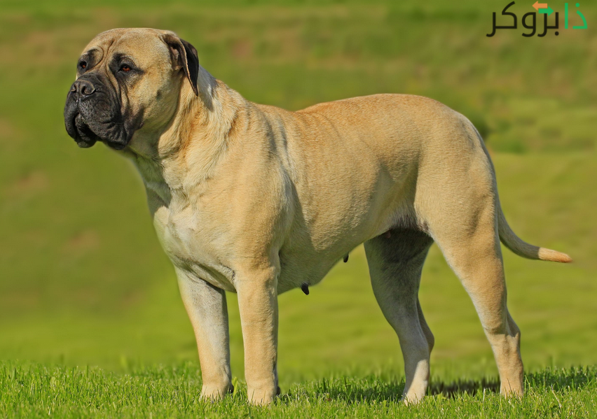 كلب البول ماستيف Bullmastiff
