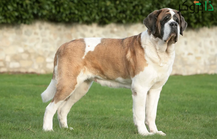 كلب سانت برنارد Saint Bernard