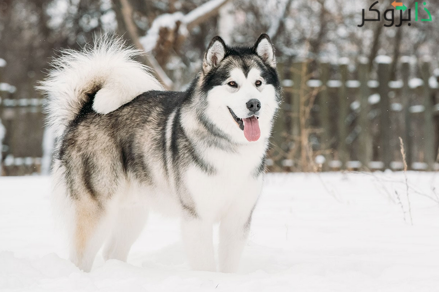 كلب ألاسكان مالاموت Alaskan Malamute