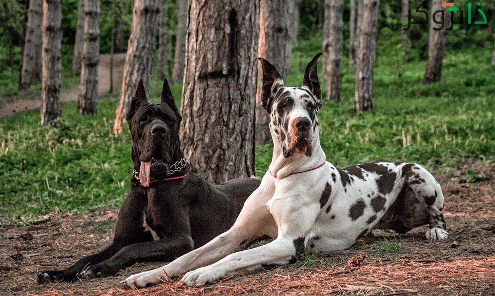 كلاب الدنماركي العظيم Great Dane