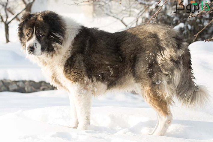 الكلاب القوقازي Caucasian Shepherd