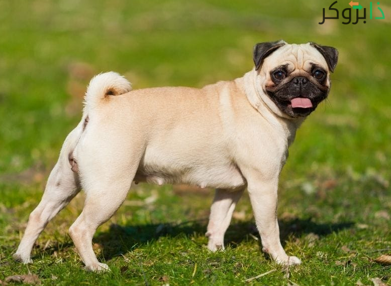 كلب البج Pug