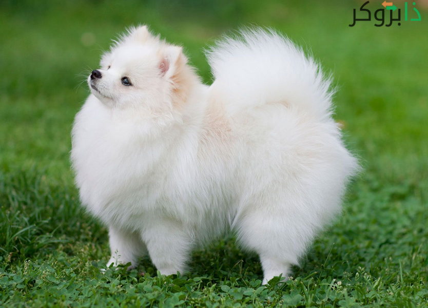 كلب البوميرينيان Pomeranian