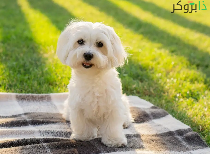 كلب المالتيز Maltese