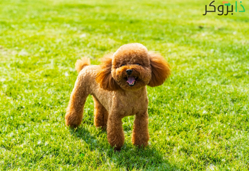 كلب التوي بودل Toy Poodle