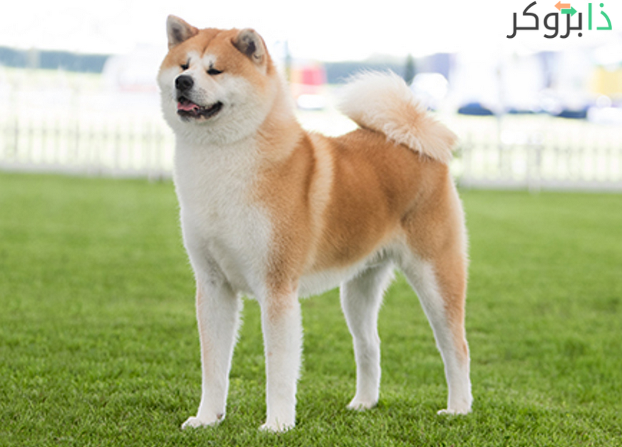 كلب أكيتا Akita Inu