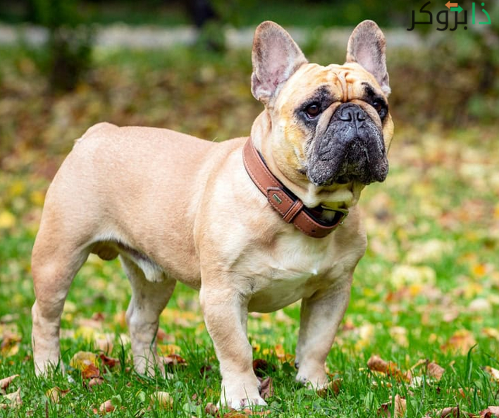كلب البولدوج الفرنسي French Bulldog