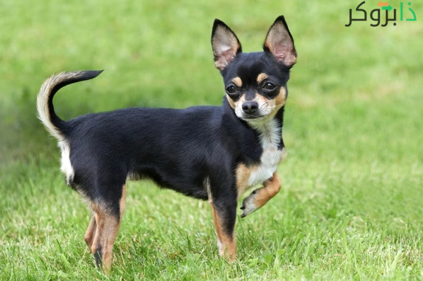 كلب شيواوا Chihuahua