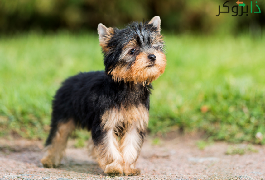 كلب يوركشاير تيرير Yorkshire Terrier