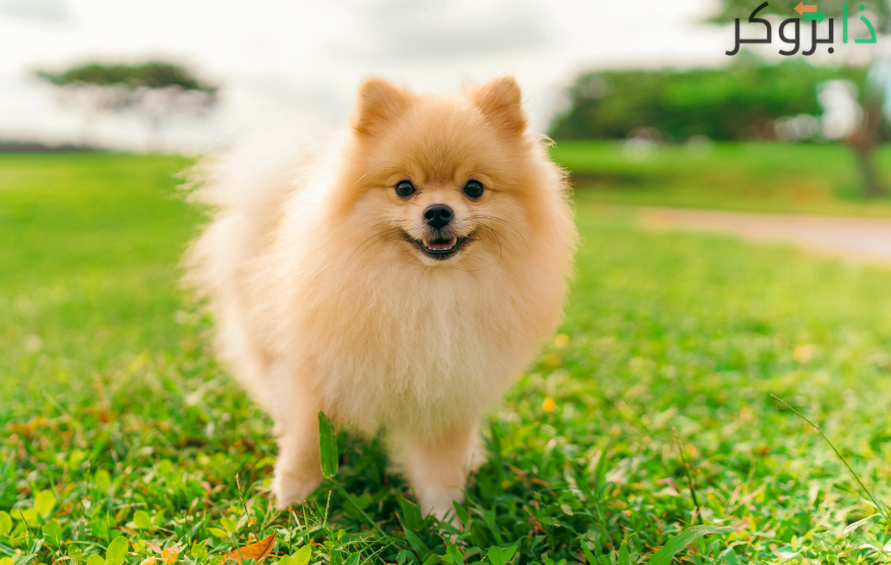 كلب Pomeranian