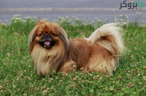 كلب البيكنواه Pekingese