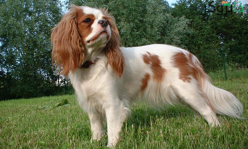 كلب يوروبيان توي سبانييل Toy Spaniel