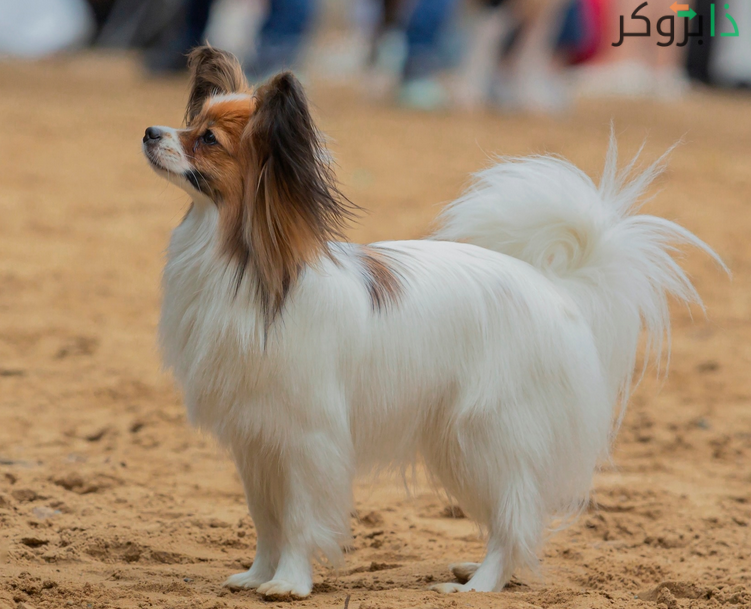 كلب بابيلون Papillon