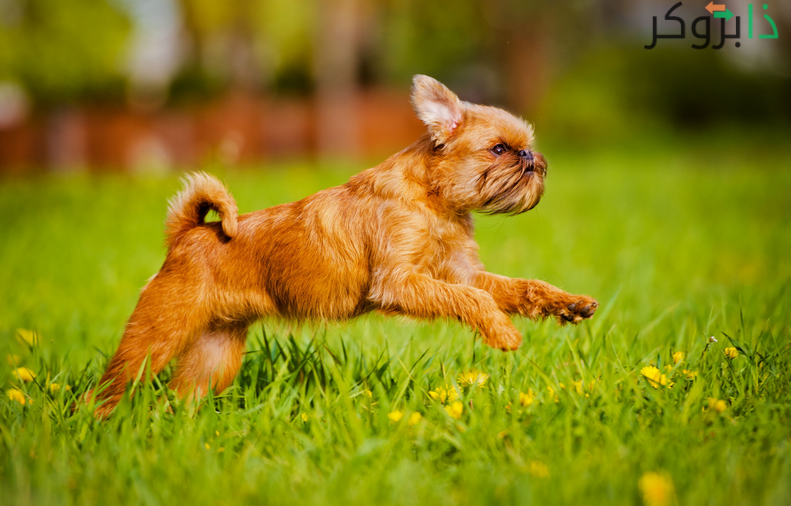 كلب جريفون بروكسيل Brussels Griffon