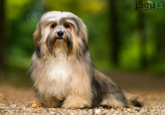 كلاب هافاني Havanese