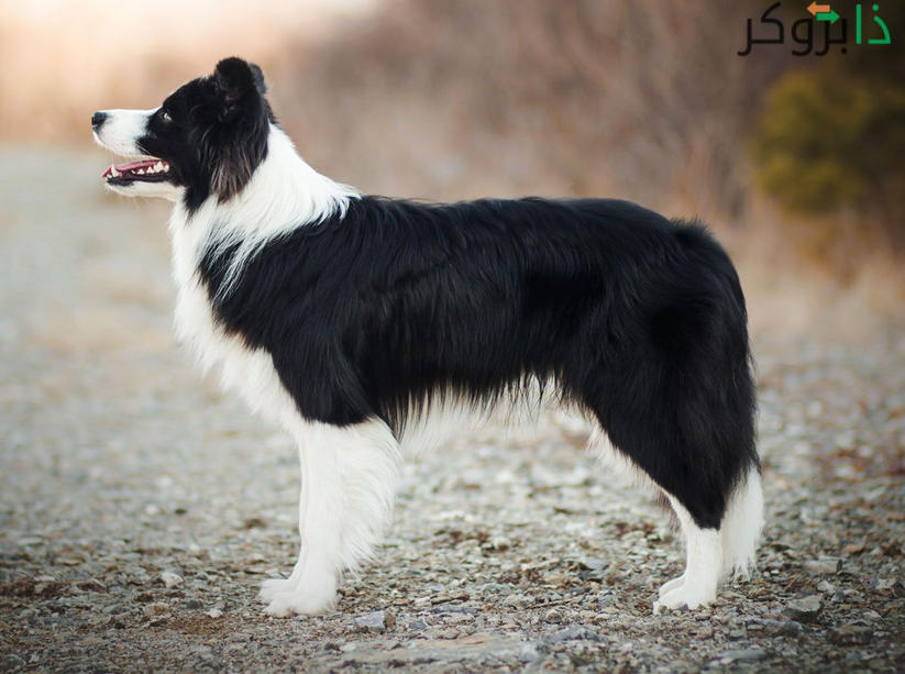 كلب بوردر كولي Border Collie