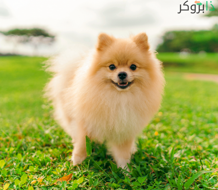 كلب البومبكي Pomeranian