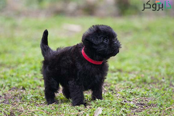 كلب الأفِنبينشر Affenpinscher