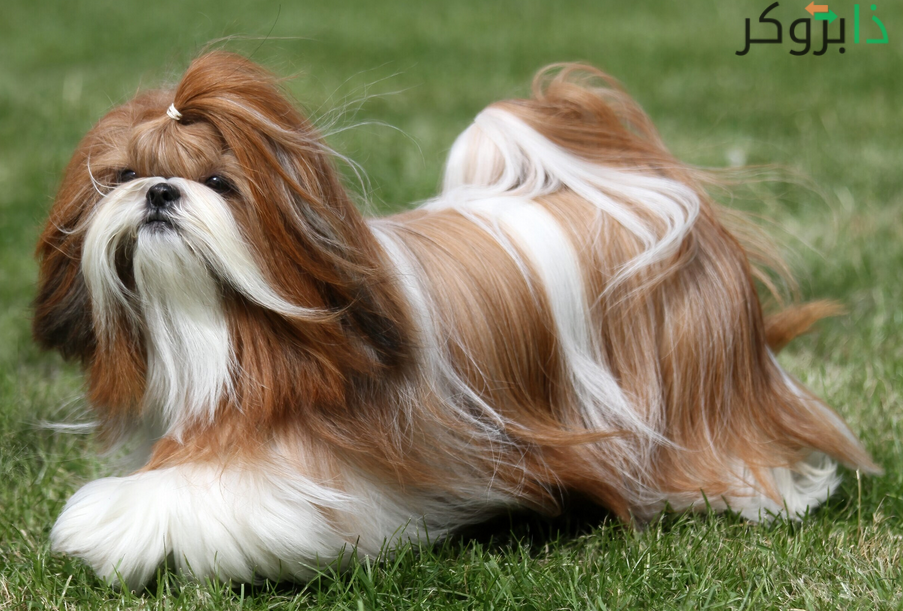 كلب الشي تزو Shih Tzu