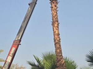 واشنطني زينه للبيع جميع المقاسات