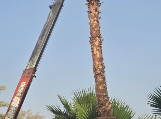 واشنطني زينه للبيع جميع المقاسات