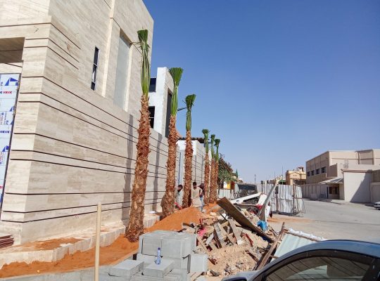 نخيل واشنطني زينه للبيع جميع المقاسات