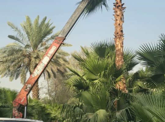 توريد نخيل واشنطني جميع المقاسات