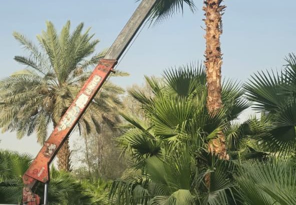 توريد نخيل واشنطني جميع المقاسات
