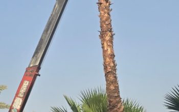 نخيل واشنطني زينه للبيع جميع المقاسات