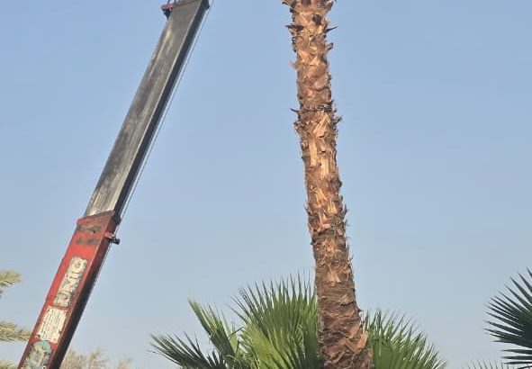 نخيل واشنطني زينه للبيع جميع المقاسات